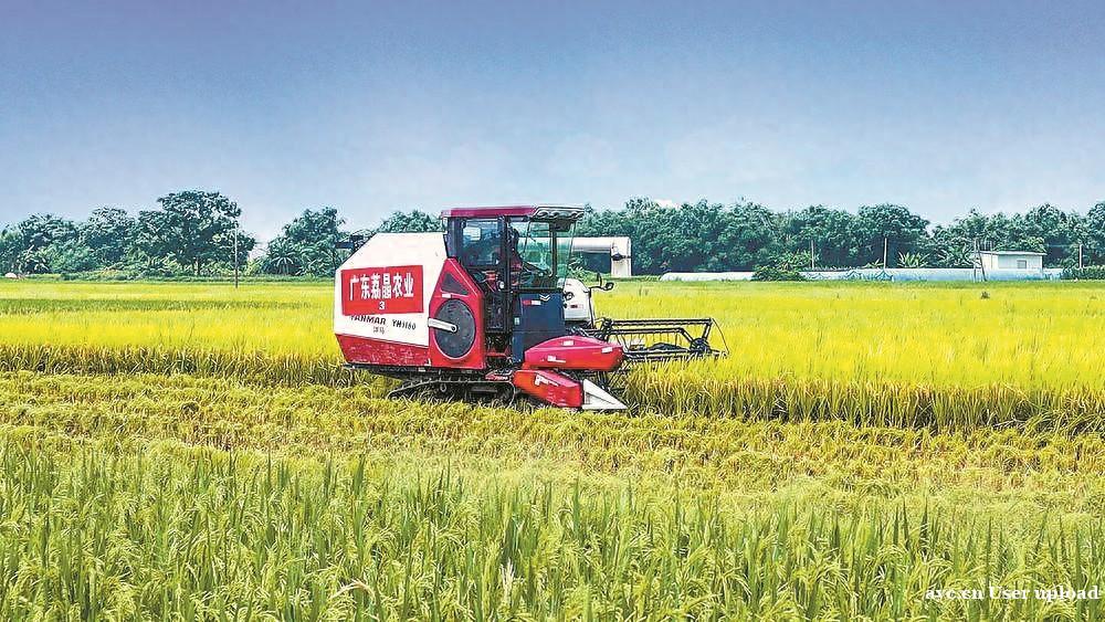 全程智慧化 茂名“无人农场”种水稻产值超13亿元