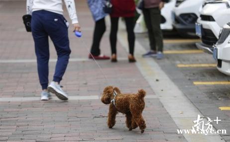 养犬登记或将不收费！广州将通过立法提高市民“领牌”积极性