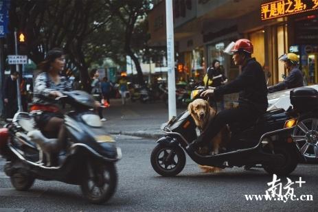 养犬登记或将不收费！广州将通过立法提高市民“领牌”积极性