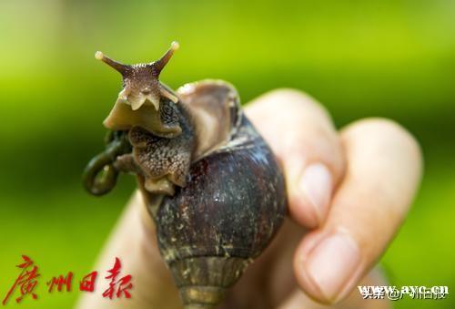 这种螺千万别乱碰，有小区已大量出现