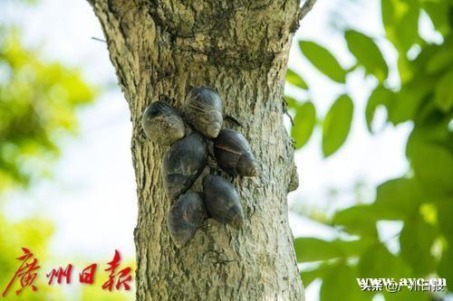 这种螺千万别乱碰，有小区已大量出现