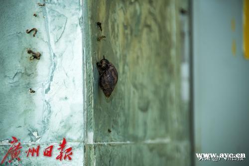 这种螺千万别乱碰，有小区已大量出现
