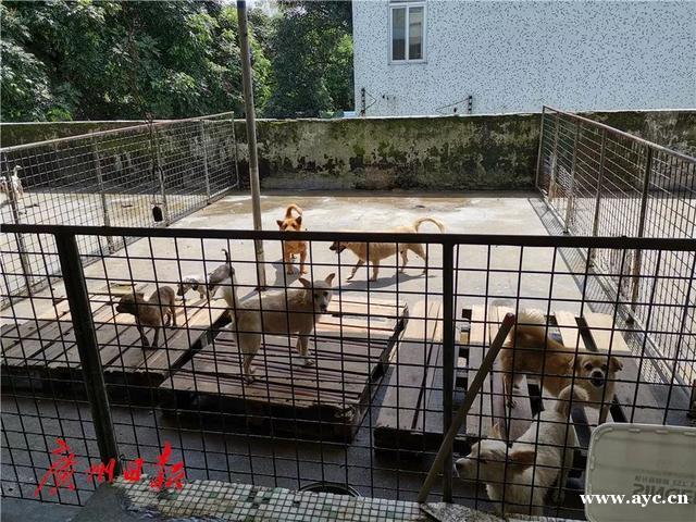 广州这里可以免费领养狗狗！每只都很健康，管理很正规