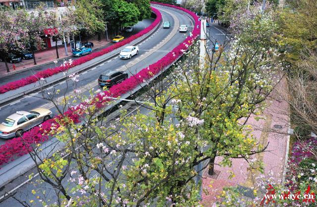 广州“绣花功夫”提升城市“颜值”：行道树将这样种