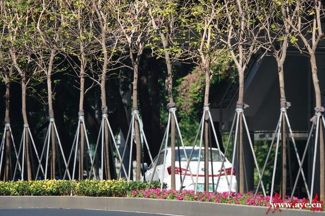 广州“绣花功夫”提升城市“颜值”：行道树将这样种