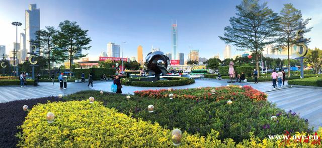 广州“绣花功夫”提升城市“颜值”：行道树将这样种