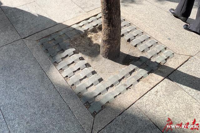 广州“绣花功夫”提升城市“颜值”：行道树将这样种