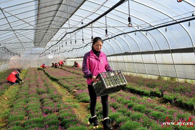 3年援助近8亿！广州帮扶让毕节人民“节节高”