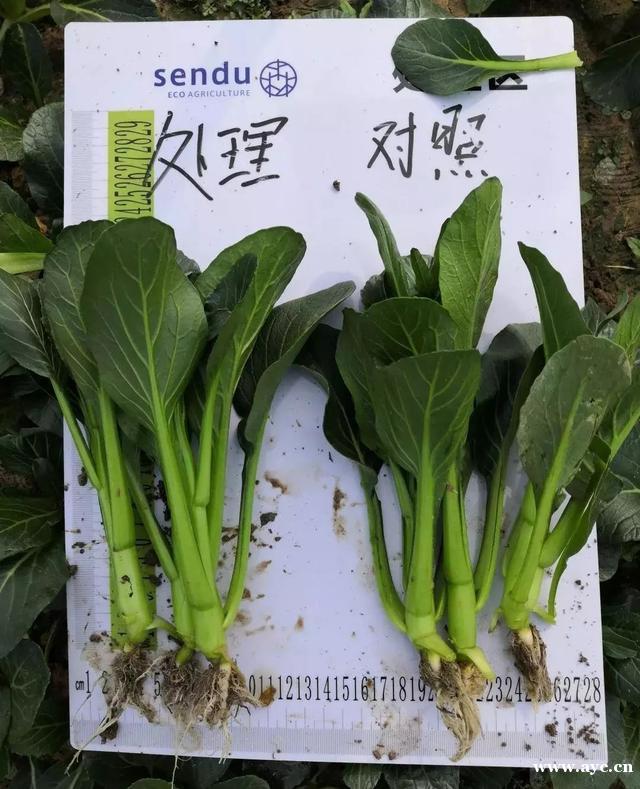 白云再添四家省级农业龙头企业，省级龙头农企数量全市最多