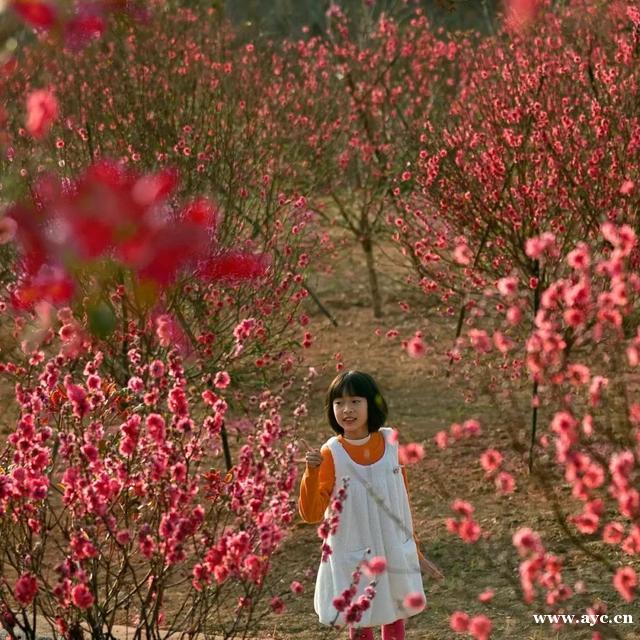 广州人过年，怎能少得了桃花？今年花价有变化
