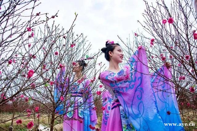 广州人过年，怎能少得了桃花？今年花价有变化