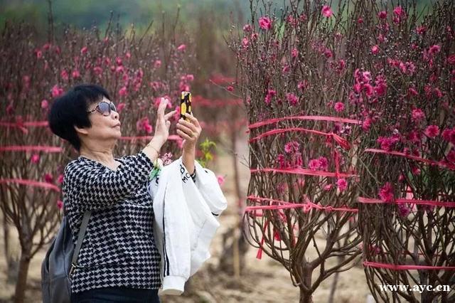 广州人过年，怎能少得了桃花？今年花价有变化