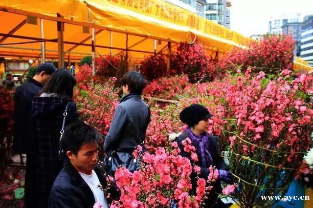 广州人过年，怎能少得了桃花？今年花价有变化