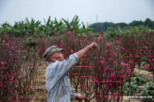 广州人过年，怎能少得了桃花？今年花价有变化