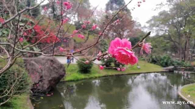 广州人过年，怎能少得了桃花？今年花价有变化