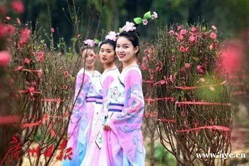 广州人过年，怎能少得了桃花？今年花价有变化