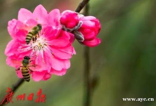 广州人过年，怎能少得了桃花？今年花价有变化