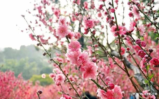 广州人过年，怎能少得了桃花？今年花价有变化