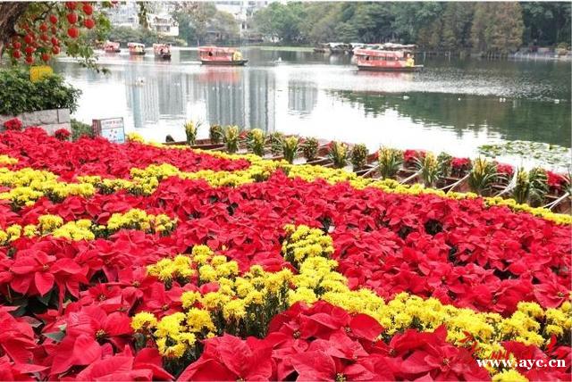 荔枝湾水上花市开埠！水岸花墟藏着“彩蛋”