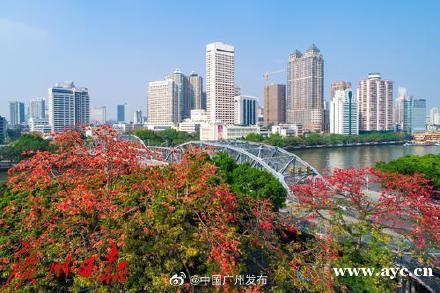 震撼！广州打造传统中轴线木棉景观带