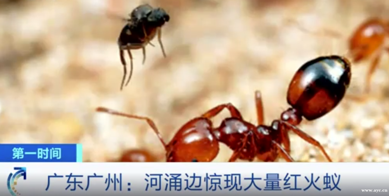 一个蚁巢24万头工蚁，广州出现大量红火蚁，它会带来什么后果？