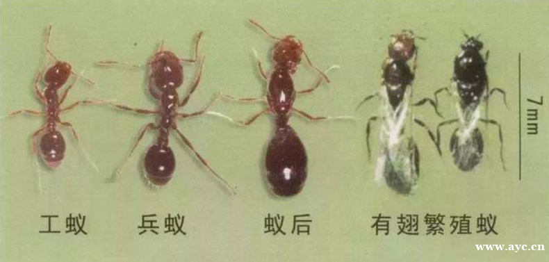 一个蚁巢24万头工蚁，广州出现大量红火蚁，它会带来什么后果？