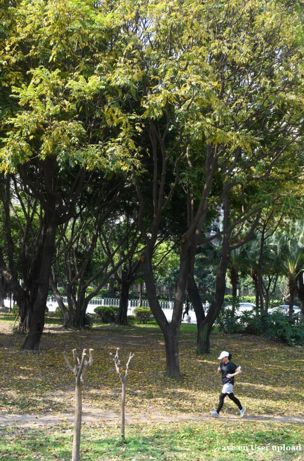 广州：最美的“秋天”，藏在春天里