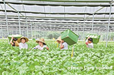 广州农商银行：绿色金融“贷”动乡村振兴 为乡村高质量发展提速