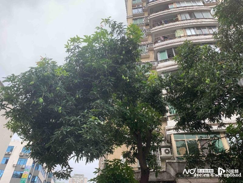 广州路边绿化芒又到成熟时，市林业和园林局提醒：市民勿私摘