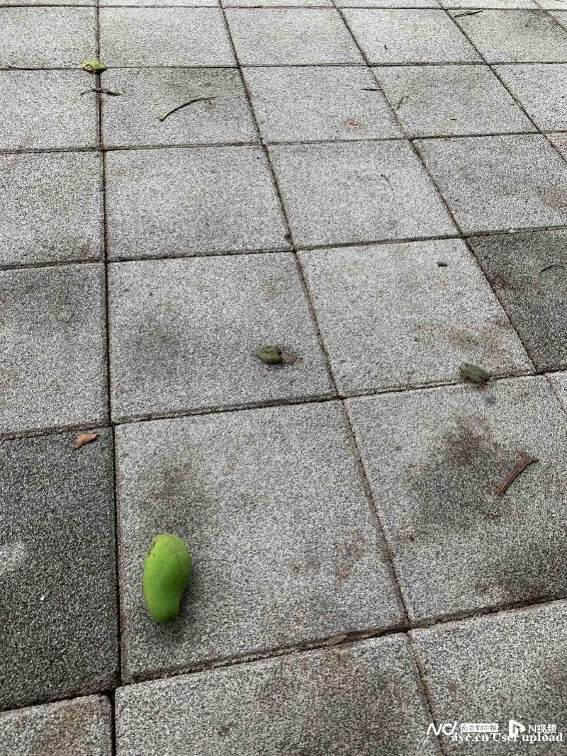 广州路边绿化芒又到成熟时，市林业和园林局提醒：市民勿私摘