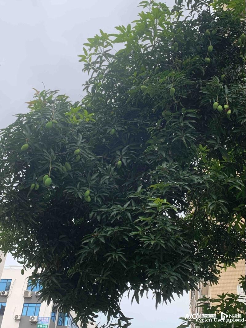 广州路边绿化芒又到成熟时，市林业和园林局提醒：市民勿私摘