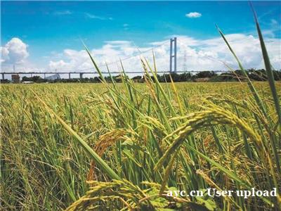 广州连续21年实现耕地占补平衡