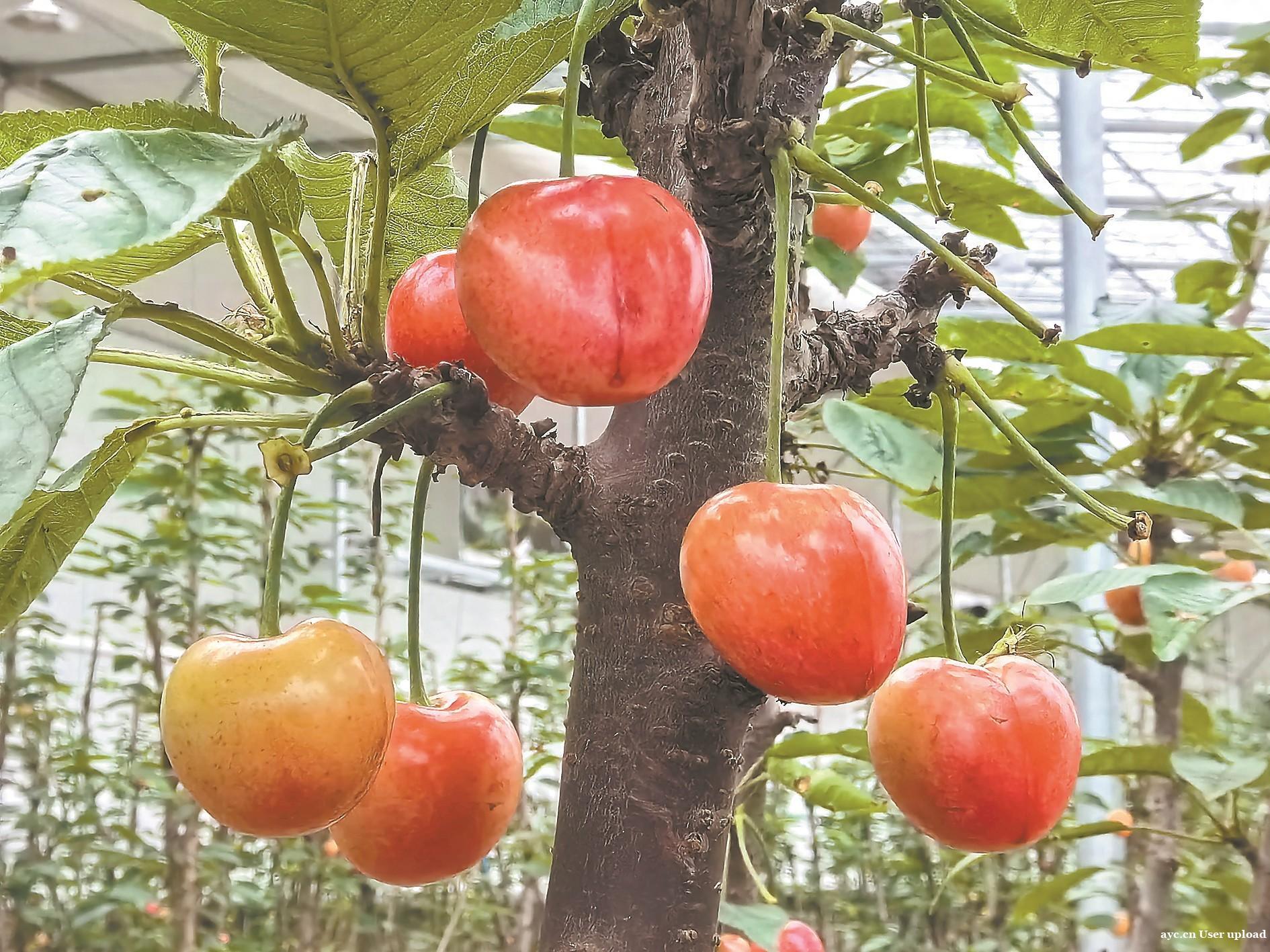 北果南移种植成功 韶关始兴大樱桃即将上市