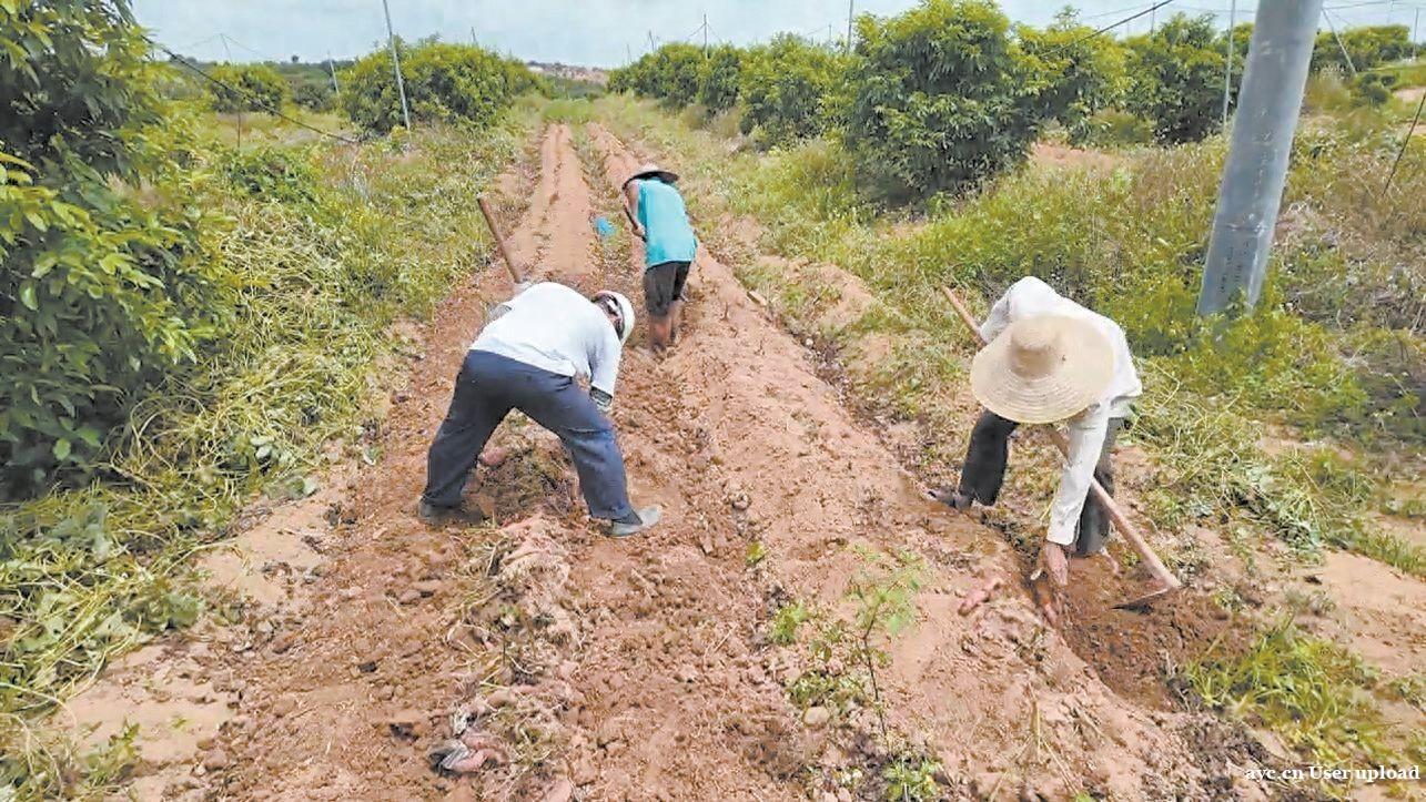 茂名电白旦场镇：荔枝与番薯当“邻居” 套种模式产出新效益