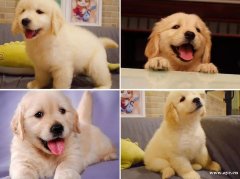 广州本地售忠诚金毛幼犬、纯正血统、品质有保障