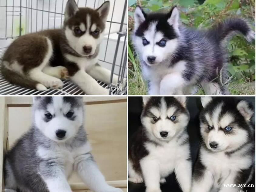 出售哈士奇幼犬 品相纯正 三把火 双蓝眼 白套袖 出售哈士奇幼犬 品相纯正 三把火 双蓝眼 白套袖