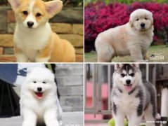 广州市最大实体犬舍 直销纯血统宠物名犬 包半年健康