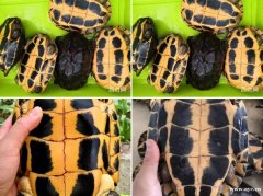 广州上门收购乌龟，收各种龟，支持中介和养户合作