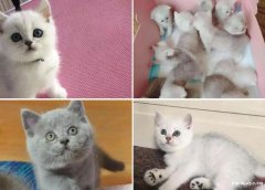 广州家养英短蓝猫蓝白 美短 银渐层 已做疫苗驱虫
