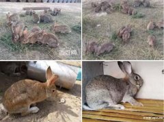 广州杂交野兔多少钱、杂交野兔养殖、哪里买