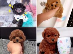 广州CKU认证犬舍，带证书签协议【泰迪幼犬】