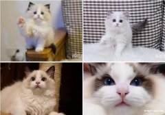 广州哪里有布偶猫 布偶猫多少钱 布偶猫温顺么