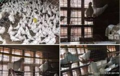 广州白羽王、落地王多少钱一只、养殖鸽子前景