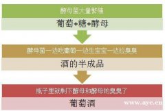 酵母抽提物是什么东西？揭开名膜壹号受热捧真相