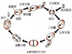酵母抽提物是什么东西？揭开名膜壹号受热捧真相
