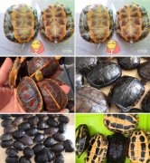 广州 大量收购各种南石龟、金钱龟/南石龟的价格