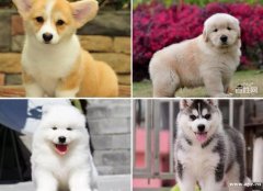 广州市最大实体犬舍 直销纯血统宠物名犬 包半年健康视频顶