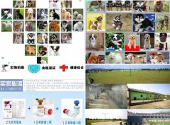 广东新光繁殖基地直销三十种名犬 保半年签协议盖公章