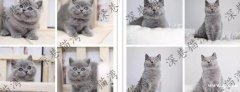 广州双血统英短蓝猫矮脚猫—包健康送货上门优选视频