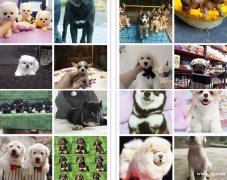 【宠物庄园】常年出售高品质狗狗 本店签协议